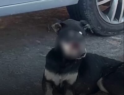 Apelo Urgente: Cachorrinho precisa de resgate e tratamento urgente