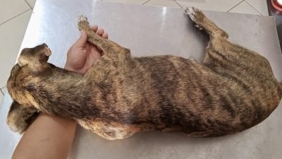 Cadela comunitária morre após sofrer maus-tratos e violência sexual em Apodi