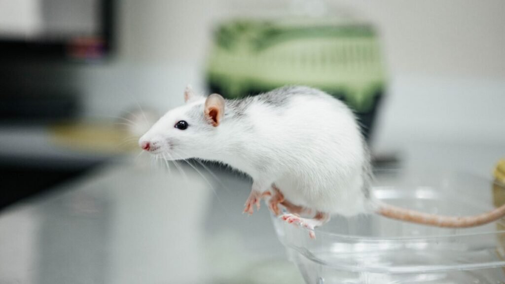 Experimento faz neurônios humanos crescerem no cérebro de camundongos e abre caminho para estudar doenças