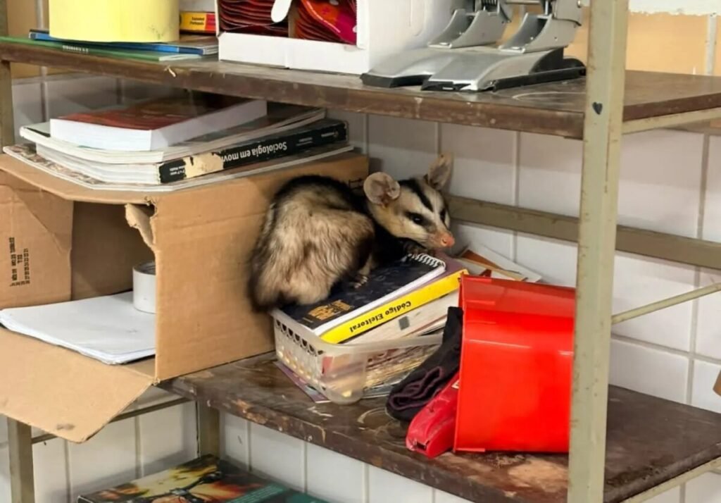 Guarda Civil resgata gambá encontrado dentro da escola Abel Coelho, em Mossoró