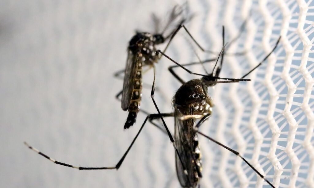 Aedes aegypti: quase metade dos municípios está em alerta ou risco